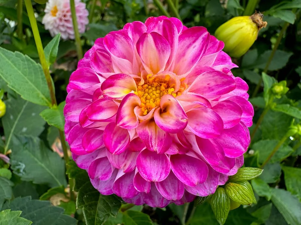 Dahlia 'AC Hurt' (AC Hurt Dahlia) — Northwest Blooms